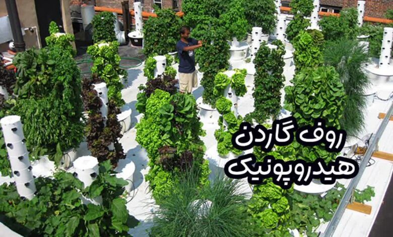 روف گاردن هیدروپونیک