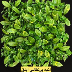 گرین وال پنل انبه پرتقالی ابلق