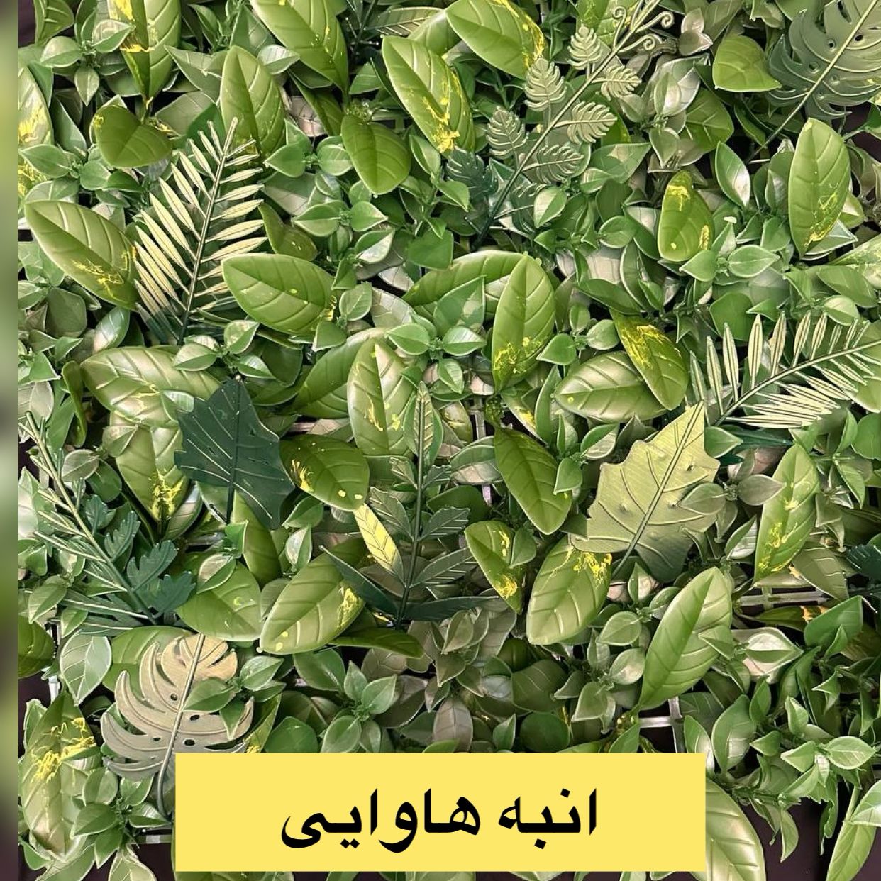 انبه هاوایی